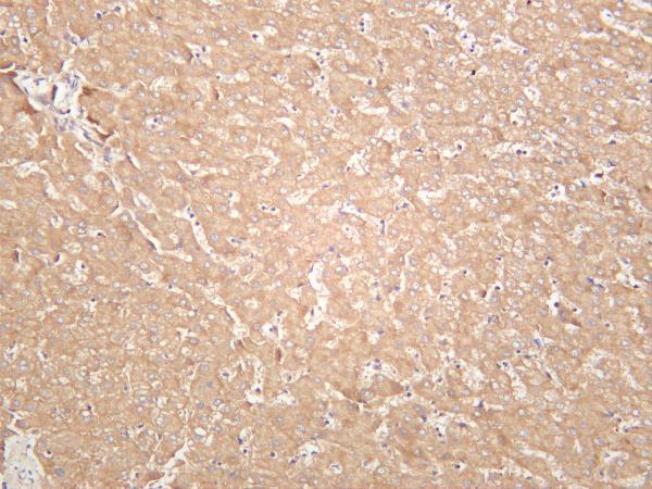 Human liver was stained with anti-PKC α rabbit antibody