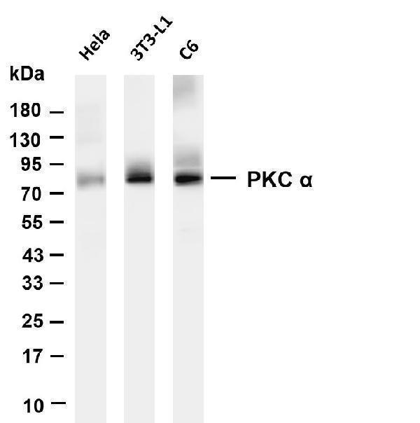 m00743 6 prkca primary antibodies wb testing 1