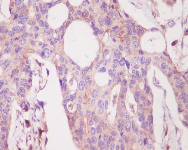 m00743 ihc
