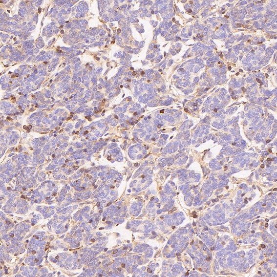 m00743 ihc8