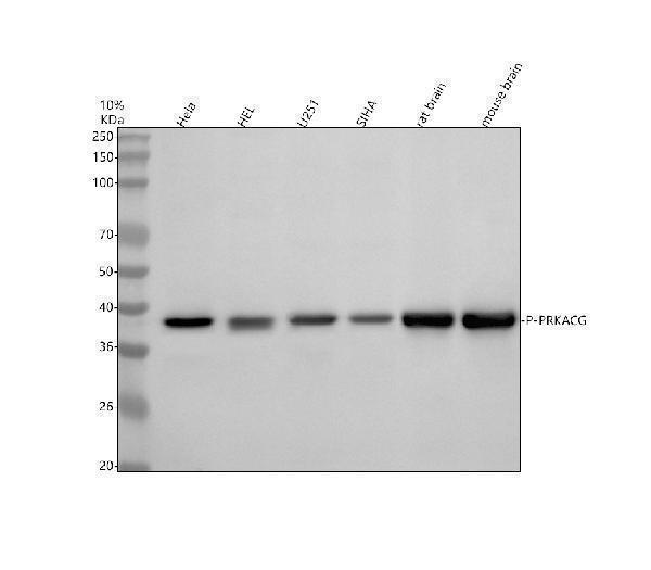 m00743t197 p prkacg primary antibodies wb testing 1