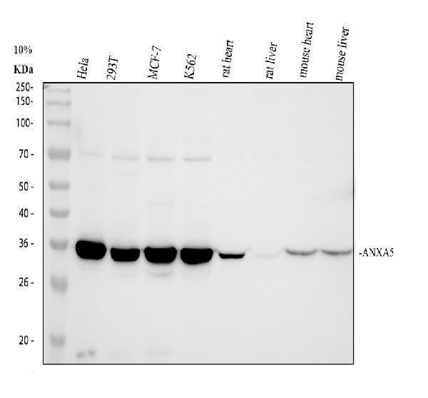 m00744 anxa5  primary antibodies wb testing 1