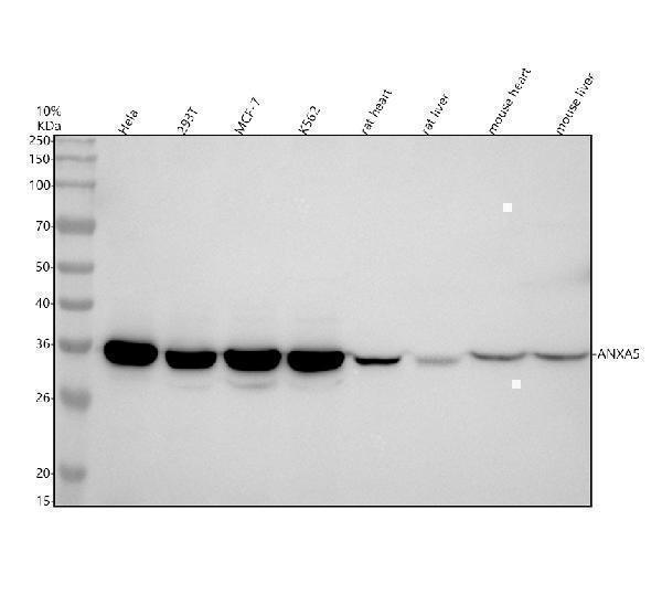 m00744 anxa5 primary antibodies wb testing 2