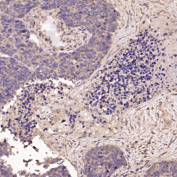 m00745 2 ihc10