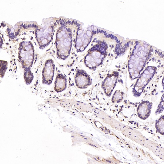 m00745 2 ihc7