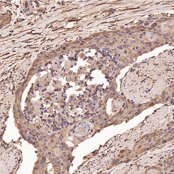 m00745 2 ihc8