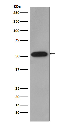 Western blot analysis of Cyclin B1 expression in HeLa cell lysate