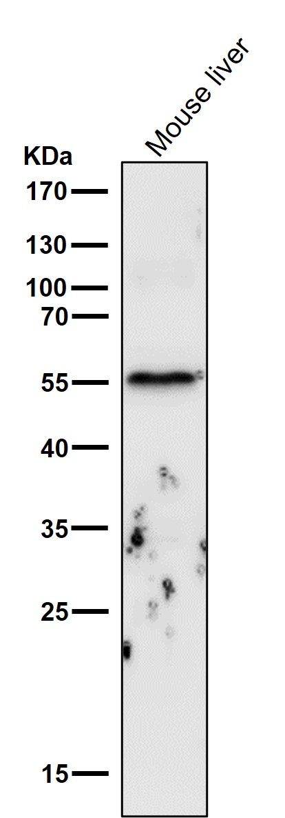 All lanes use the Antibody at 1:6k dilution for 1 hour at room temperature