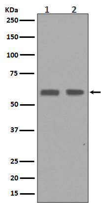 Western blot analysis of Cyclin B1 expression in (1)HaCaT cell lysates; (2)HepG2 cell lysate