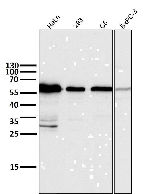 All lanes use the Antibody at 1:6K dilution for 1 hour at room temperature