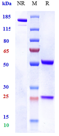 Anti-TNFSF1/TNFb/ LT alpha Reference Antibody (pateclizumab) on SDS-PAGE under reducing (R) condition