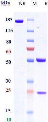 Anti-CCL20 Reference Antibody (GSK3050002) on SDS-PAGE under reducing (R) condition