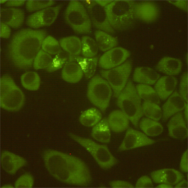 Immunocytochemistry staining of HeLa cells fixed with 4% Paraformaldehyde and using DDX3 mouse mAb (dilution 1:200)