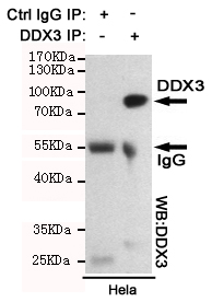 Immunoprecipitation analysis of Hela cell lysates using DDX3 mouse mAb