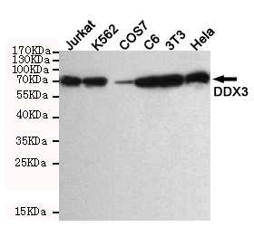 Western blot detection of DDX3 in Hela,3T3,C6,COS7,K562 and Jurkat cell lysate using DDX3 mouse mAb (1:1000 diluted)