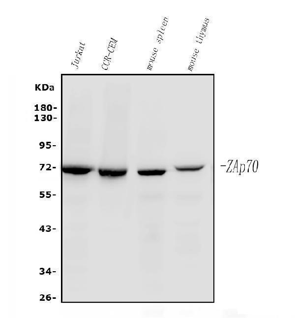  Western blot analysis of ZAP70 using anti-ZAP70 antibody (M00754-4)