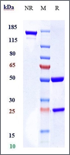 Anti-CCR4/CD194 Reference Antibody (mogamulizumab) on SDS-PAGE under reducing (R) condition