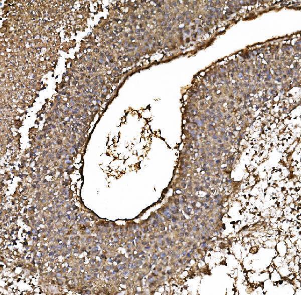 m00757 4 dj1 primary antibodies ihc testing 4
