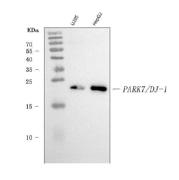  Western blot analysis of PARK7/DJ1 using anti-PARK7/DJ1 antibody (M00757-4)