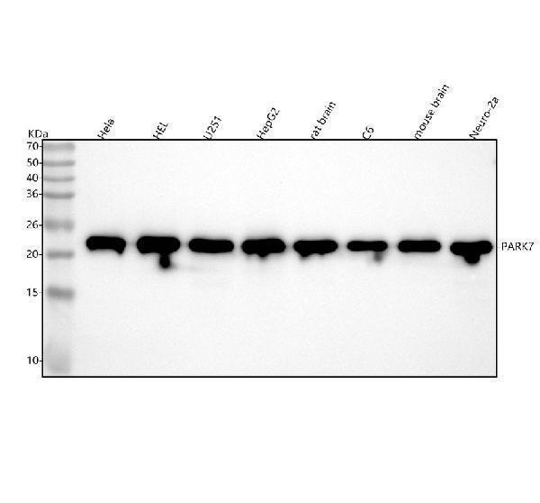  Western blot analysis of PARK7 using anti-PARK7 antibody (M00757)