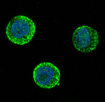 Immunofluorescent analysis of HT-29 cells, using SOX10 Antibody