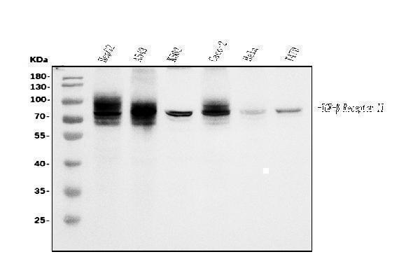 m00759 2 tgfbr2 primary antibodies wb testing 1
