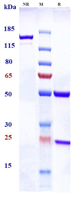 Anti-TBFbR2 Reference Antibody (LY3022859) on SDS-PAGE under reducing (R) condition