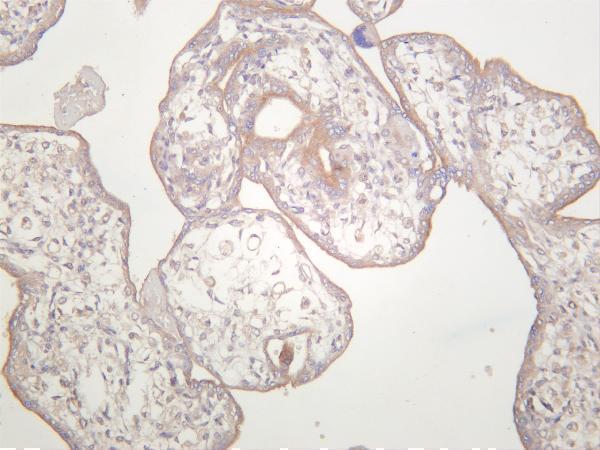 Human placenta was stained with anti-TGF β Receptor II rabbit antibody