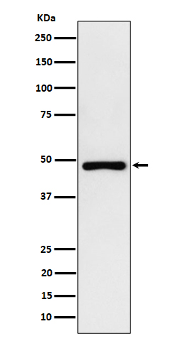 Western blot analysis of PAH expression in HepG2 cell lysate
