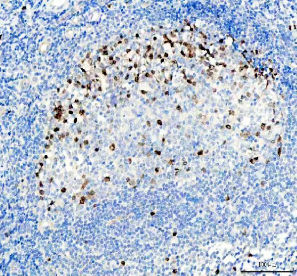 m00762 1 aurkb primary antibodies ihc testing 5