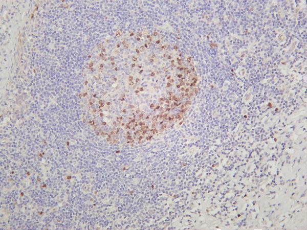 Human tonsil was stained with anti-Aurora B rabbit antibody