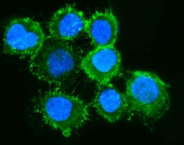 m00766 2 msn primary antibodies if testing 6