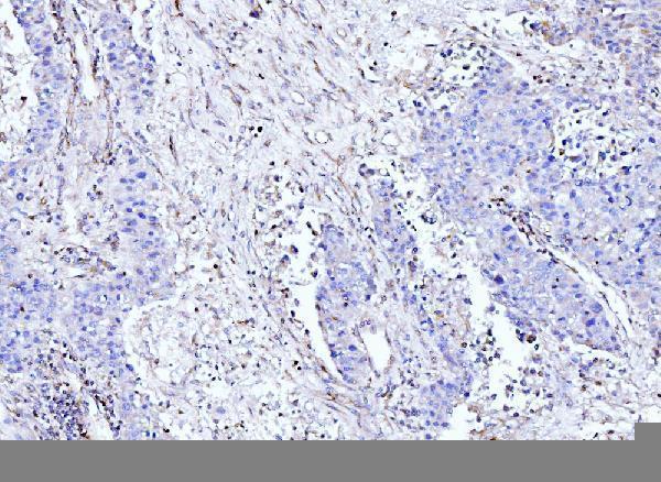 m00766 2 msn primary antibodies ihc testing 4