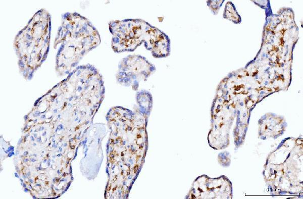 m00766 2 msn primary antibodies ihc testing 5