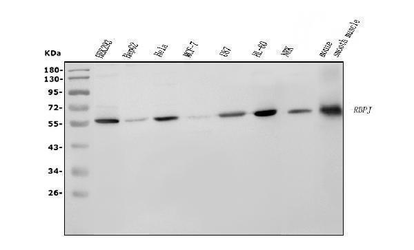 m00767 1 rbpj primary antibodies wb testing 1_1