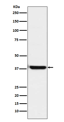 Western blot analysis of OGG1 expression in HepG2 cell lysate