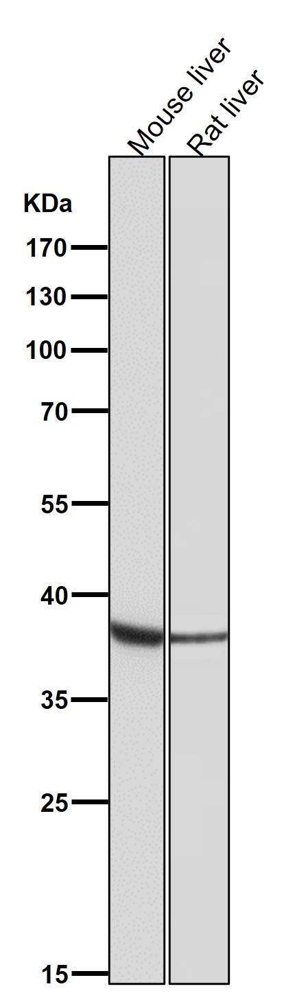 All lanes use the Antibody at 1:2W dilution for 1 hour at room temperature