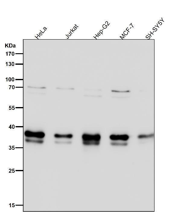 All lanes use the Antibody at 1:2W dilution for 1 hour at room temperature