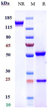 Anti-FGFR4/CD334 Reference Antibody (U3-1784) on SDS-PAGE under reducing (R) condition