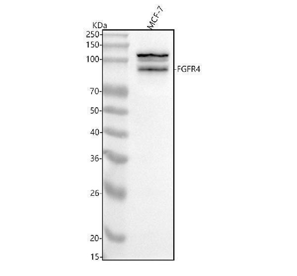  Western blot analysis of FGFR4 using anti-FGFR4 antibody (M00769)