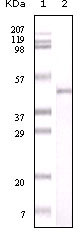 m00770 nampt primary antibodies wb testing 1