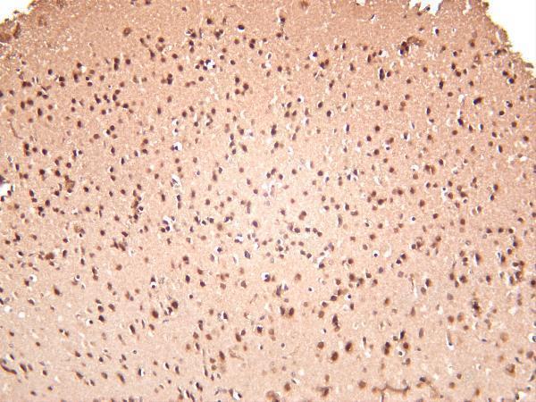 Mouse brain was stained with anti-TLS/FUS rabbit antibody