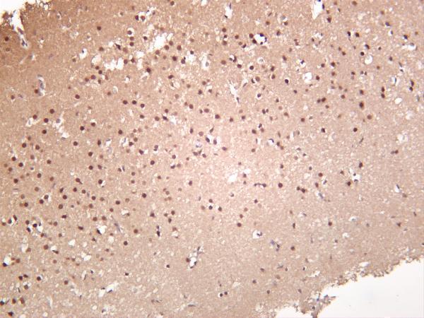 Rat brain was stained with anti-TLS/FUS rabbit antibody