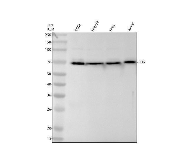 m00771 fus primary antibodies wb testing 1