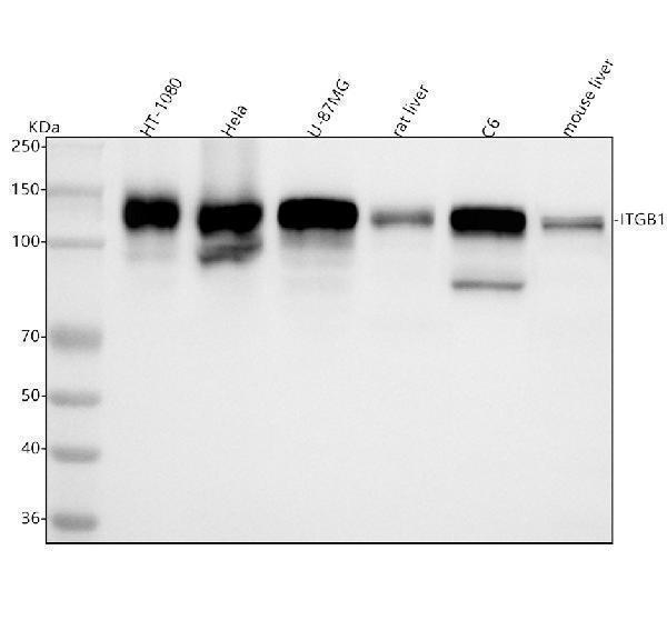 m00772 1 itgb1 primary antibodies wb testing 1