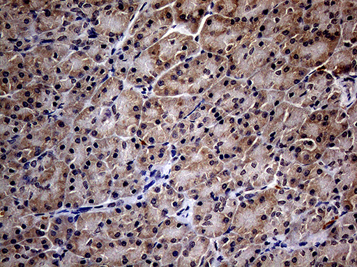 m00772 4 anti integrin beta 1 itgb1 mouse monoclonal antibody clone id oti9b5 ihc testing 4