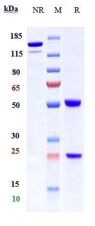 Anti-Integrin b1/ITGB1/CD29 Reference Antibody (OS2966) on SDS-PAGE under reducing (R) condition