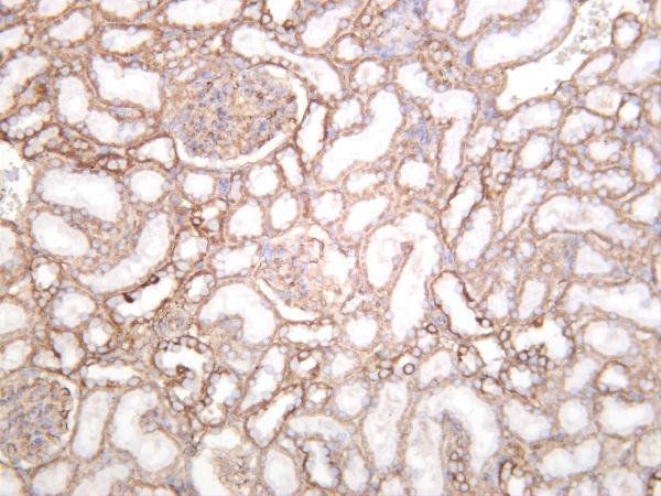 Rat kidney was stained with anti-Integrin β1 rabbit antibody