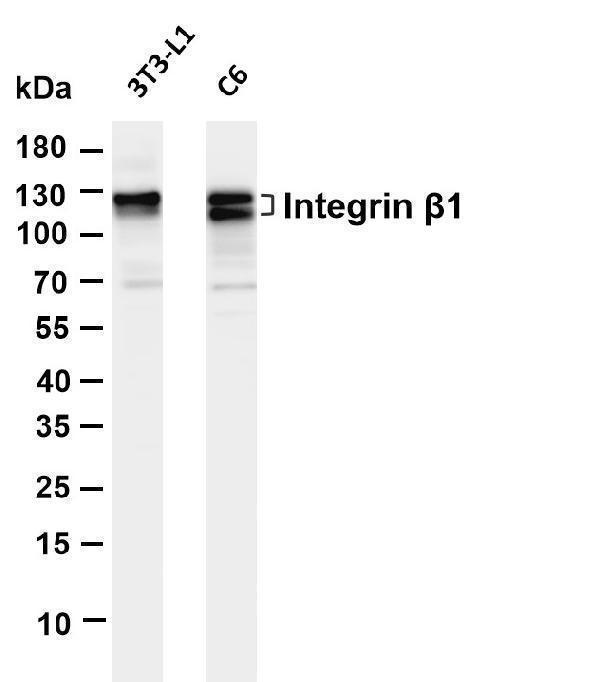 Various whole cell lysates were separated by 4-20% SDS-PAGE, and the membrane was blotted with anti-Integrin β1 antibody