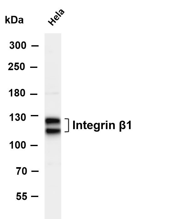m00772 6 itgb1 primary antibodies wb testing 4